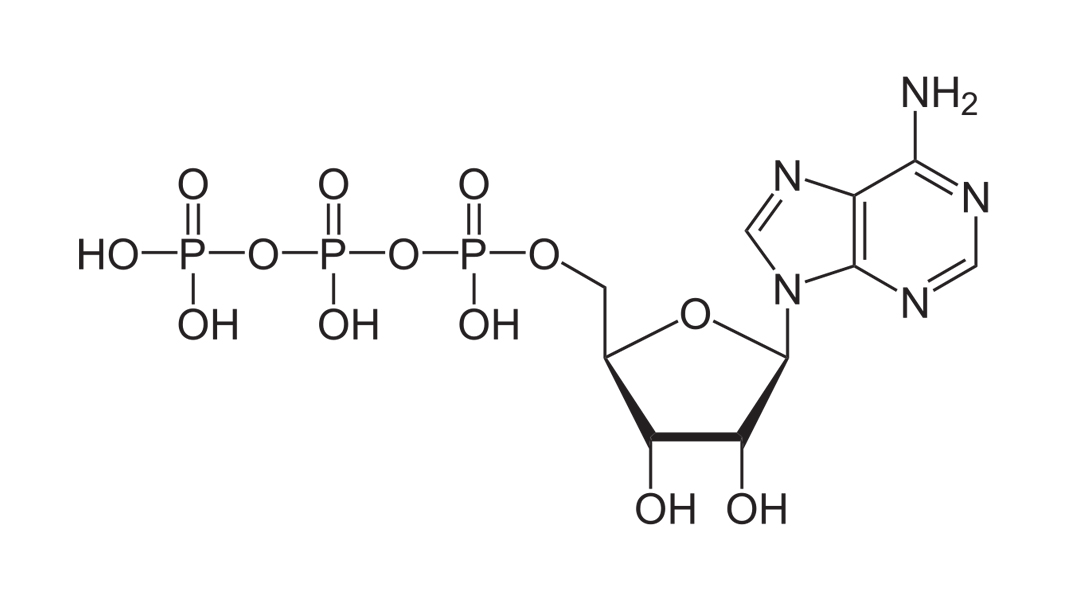 how-adenosine-triphosphate-atp-is-made-and-used-for